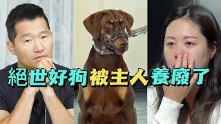 牛犢大小的杜賓被誤以為是惡犬，訓犬師道出真相後，主人當場流淚懺悔