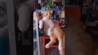 важный кот