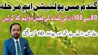 How to increase wheat production|How to increase  number of grains in wheat spike