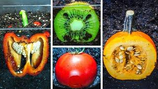 Fresh FRUITS under SOIL Time Lapse Compilation (579 Days)