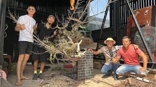 VDBS : TẬP 1 : VIDEO BONSAI LÀM LỘ KHU LÀM CÂY CỦA EM CHIẾN RÂU BONSAI !