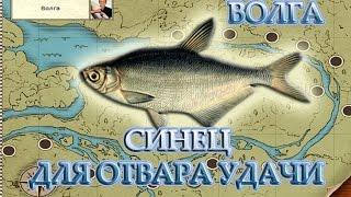 Синец для отвара удачи. Русская рыбалка 3.99