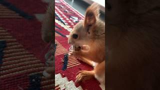 Расколоть за 2 секунды #animals #funnyshorts