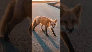 Fennec Fox#fox #animal #fennec #fennecfox #shorts