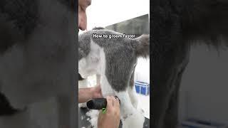 How to groom a dog with clippers #grooming