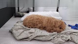 Toy Poodle Dog Fall Deep Asleep Listening to Music #sleepmusic #dogmusic #boringmusic