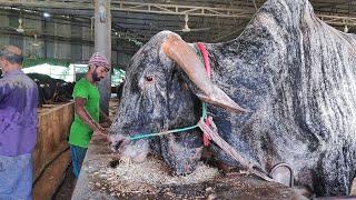 Big Cow Farm in Bangladesh | Al Madina Farm | Big Big Cow