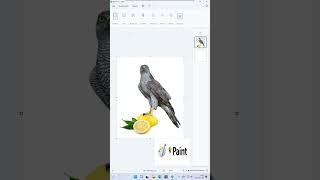 Win11 - Paint