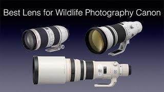 Best Lens for Wildlife Photography Canon