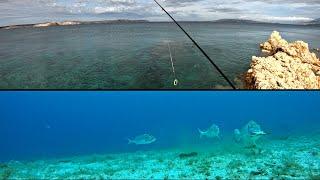 What really happens underwater | SEA BREAM FISHING