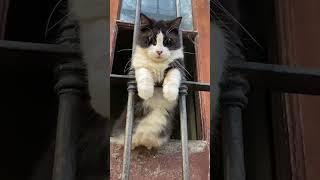 Funny fluffies / Funny moments with animals 2024 /№36 #ff #cats #dogs #pets