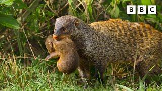 Why you shouldn't pick on a mongoose | Serengeti - BBC