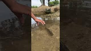 Catching Fish  #fishing #shorts #ytshorts #shortsfeed