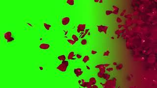 Greenscreen  Animation of rose leaves on a green background