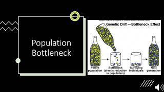 Genetic Drift explained: Bottleneck and Founder Effect