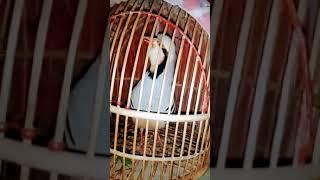 my bast shikari chakor birds keklik sesi voice awaz sound