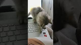 Котяча робота за ноутом | Нафантік  #кіт #кошеня #ноутбук