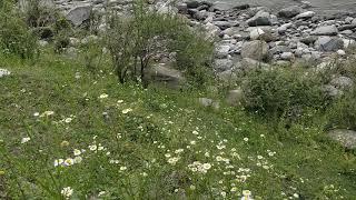 Barot Valley | Uhl River | Sound Healing | Himachal Pradesh | Nature | Beauty at it's best