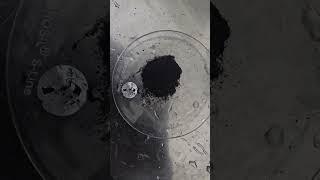 Successful detection of Mycoauroliths or Gold biominerals in Termitomyces robustus (1)