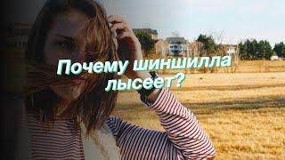 Почему шиншилла лысеет?