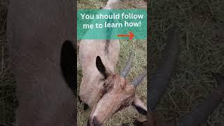If you see this, YOU want to homestead and YOU should Subscribe to my channel to learn how.