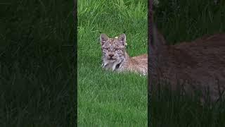 What sets the lynx apart from other cat species? #lynx #cat #naturepbs #animals