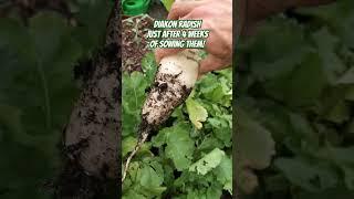  Diakon Radish Just After 4 Weeks of Sowing Them! #vegetables #diakon #harvest #selfsufficiency