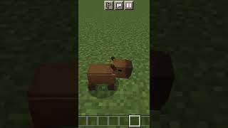 Капибара в Minecraft pe capybara in Minecraft pe