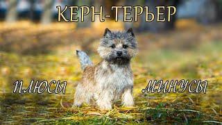 КЕРН ТЕРЬЕР. Плюсы и минусы KERN TERRIER