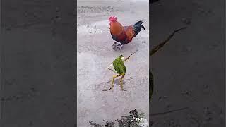 Frog dance tiktok