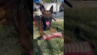 Don't Get a Belgian Malinois if You Can't Do This! #shorts #malinois #dogtraining #dog #running