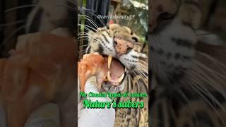 The Clouded Leopard's Canines: Nature's Sabers #shorts #animals