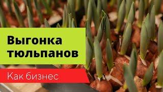 Выгонка тюльпанов как бизнес. Основные сложности #выгонкатюльпанов #веревкинхутор