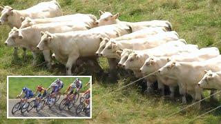 Cows Line Up in Perfect Formation to Watch Cycling Race | Criterium du Dauphiné 2025 Stage 5