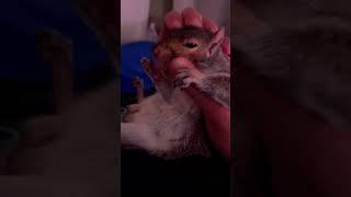 Cute Squirrel Loves Being Petted  #shorts