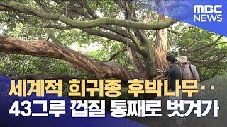 껍질 벗겨진 세계적 희귀종‥ 약재로 쓰려고? (2025.06.17/뉴스데스크/제주MBC)