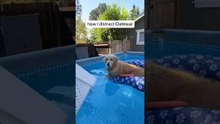 He’s surprisingly not very easy to distract… (repost) #PoolTime #OatBoat #funnydog
