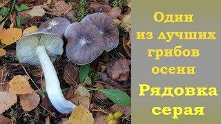 Один из лучших грибов осени - Рядовка штриховатая.