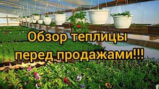 Обзор теплицы перед продажами!!!