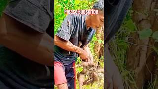 Cassava as source of our Family Income #cassavafarming #income #provincelife #countryside #rootcrop