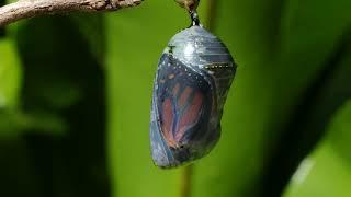 Monarch & Morpho Butterfly eclosion time lapse. Emerging from the chrysalis showing wings expanding