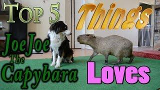 Top 5 things JoeJoe the Capybara Loves