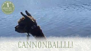 CANNOBALLLLLLLLLL!