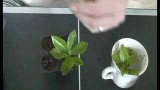 How to Clone any plant for hydroponic or regular gardening