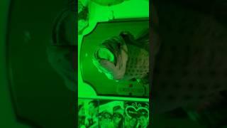 Big Mouth Billy Bass, The Original Singing Fish Largemouth Bass Gemmy #billybass #fishing #fish