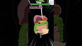 Parts of Human Digestive System