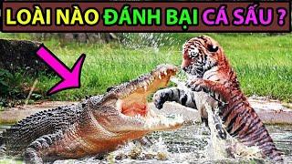 5 Loài Động Vật Có Thể Đánh Bại Cá Sấu - Động Vật Facts #87