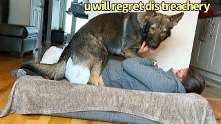 Funny Human Stealing Dogs Bed