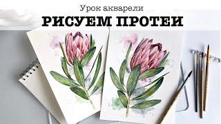 Рисуем Протеи акварелью. Бесплатный урок по рисованию