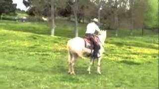 Appaloosa / Sportaloosa gelding Mighty Intriguing - training progress